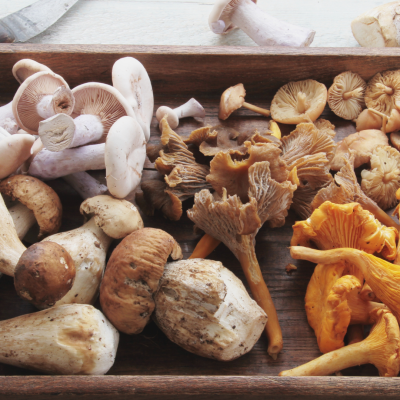 Mini-Guida ai Funghi: Tra Biologia, Nutrizione e Cucina
